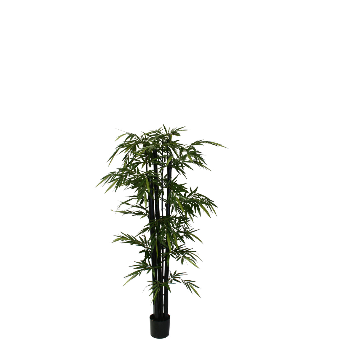 P1383-GIANT TRUNK BAMBOO TREE