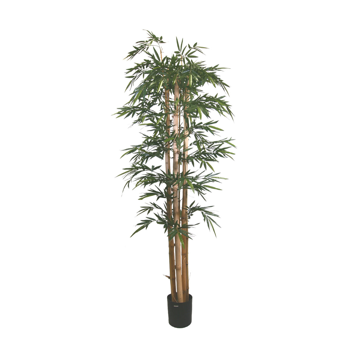 P1383-GIANT TRUNK BAMBOO TREE