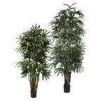 P1398 - PTD LADY PALM