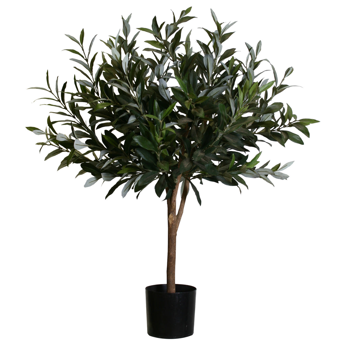 P1404-OLIVE TREE