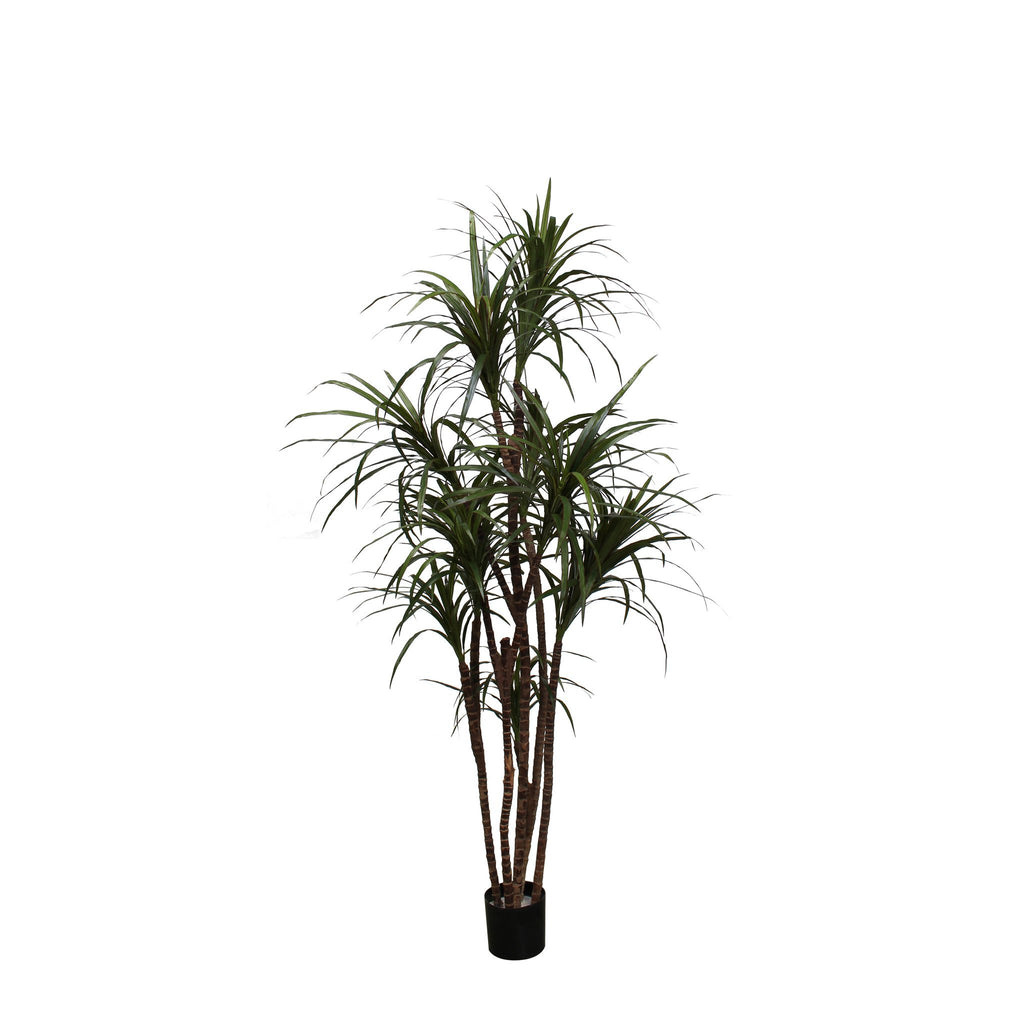 P1421N - UNPOTTED DRACAENA MARGINATA