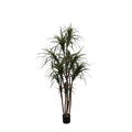 P1421N - UNPOTTED DRACAENA MARGINATA