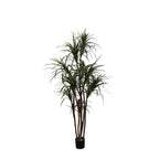 P1421N - UNPOTTED DRACAENA MARGINATA