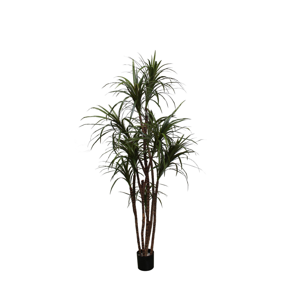 P1421N - UNPOTTED DRACAENA MARGINATA
