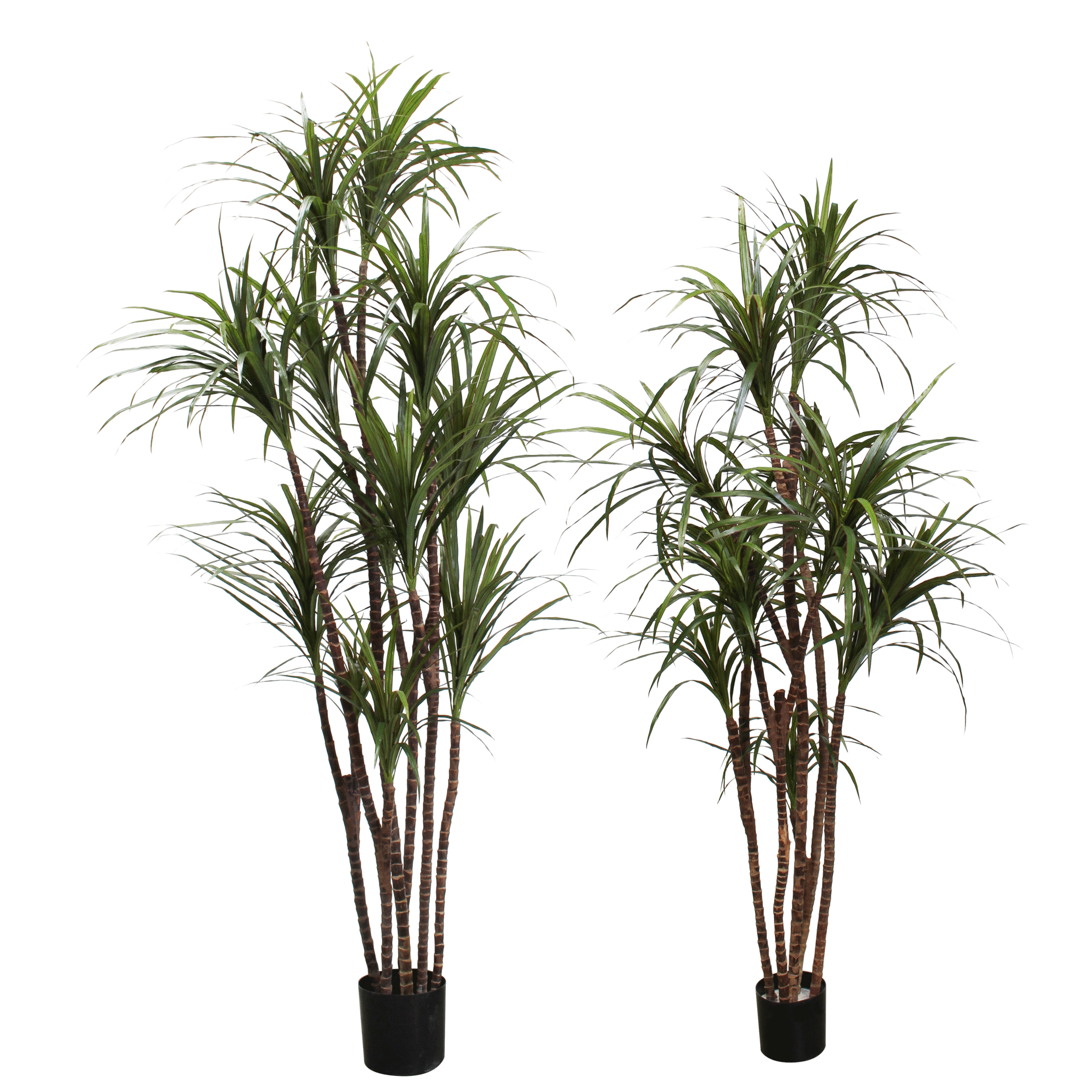 P1421-DRACAENA MARGINATA TREE