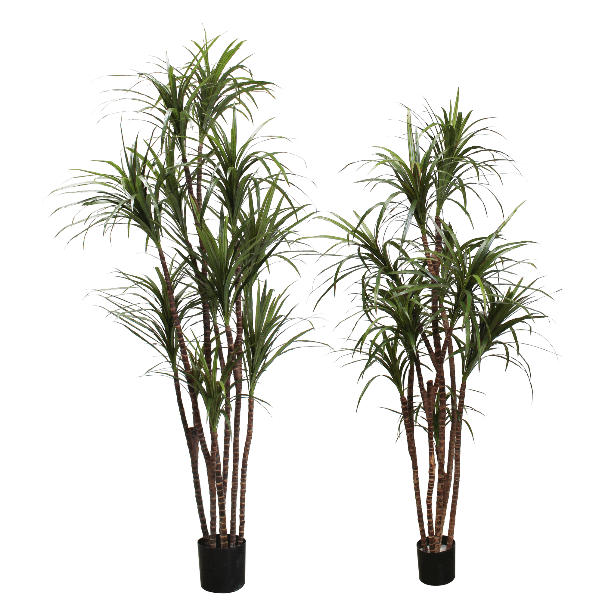P1421 - PTD DRACAENA MARGINATA TREE