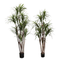 P1421N - UNPOTTED DRACAENA MARGINATA