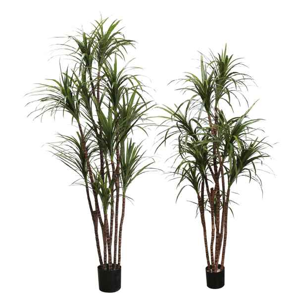 P1421N - UNPOTTED DRACAENA MARGINATA