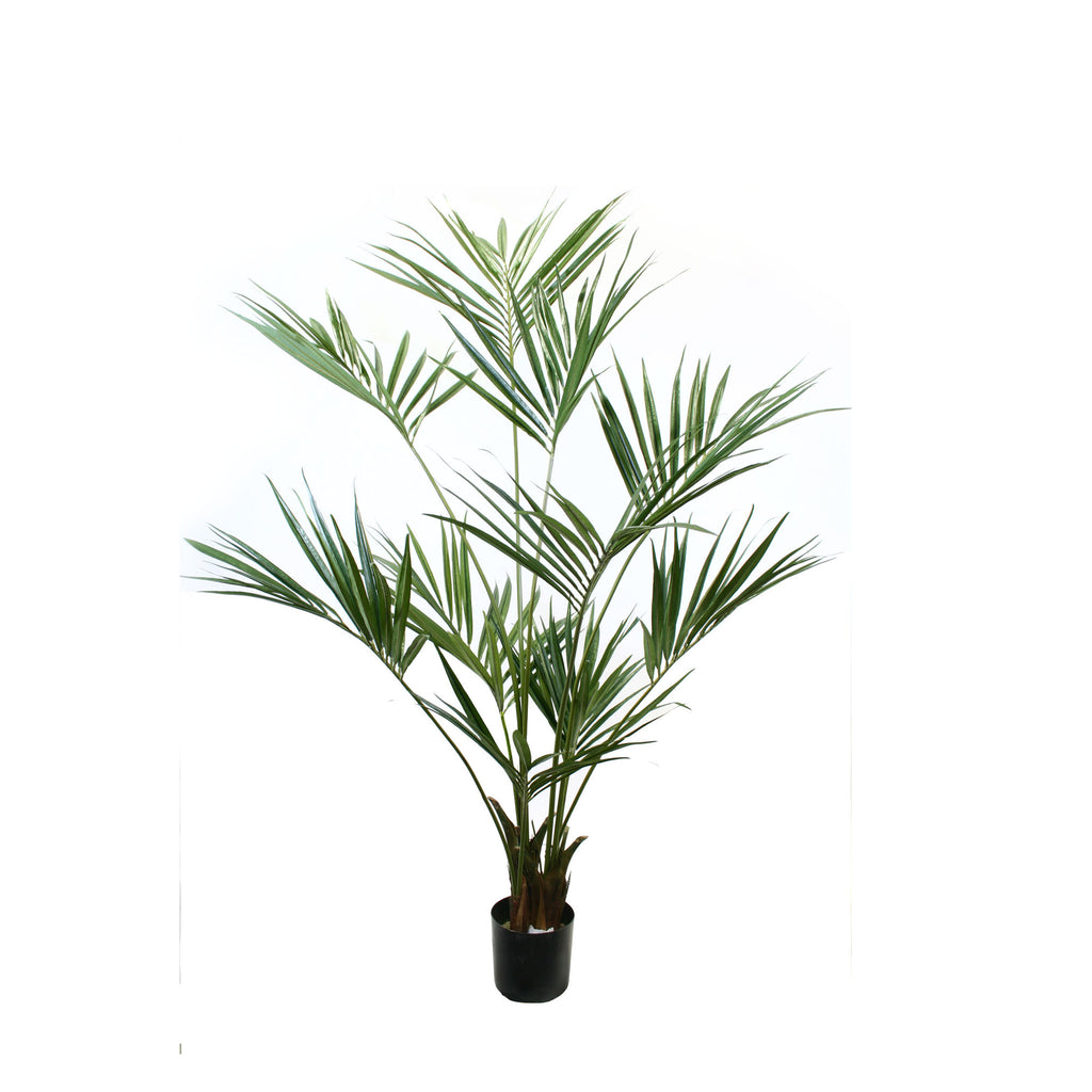 P1422 - PTD KENTIA PALM