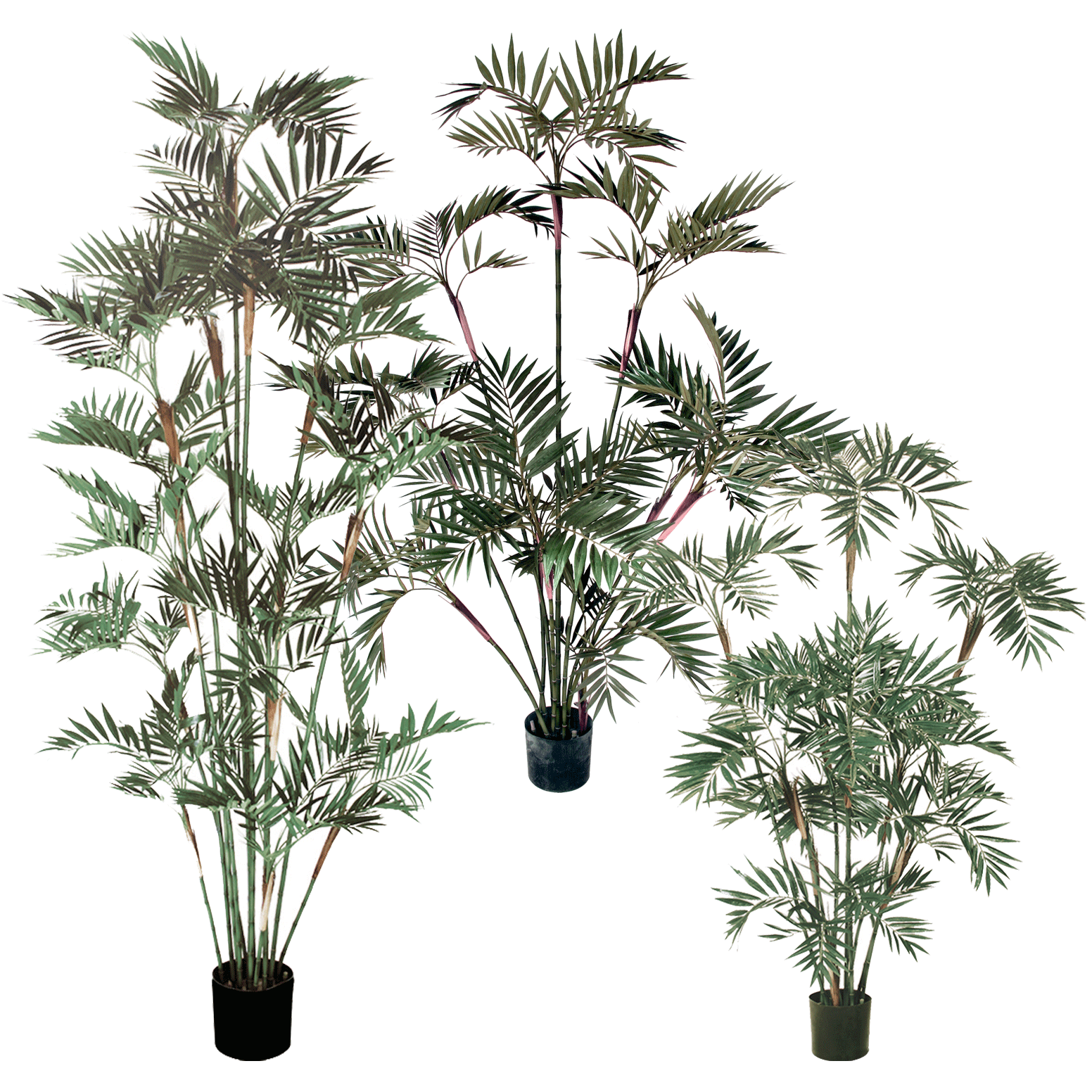 P1423 - BAMBOO PALM