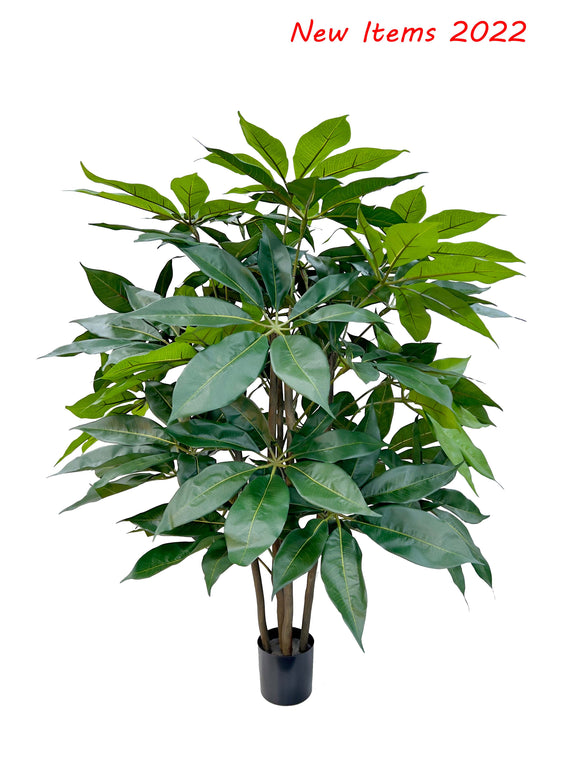 Trees-Ficus/Schefflera