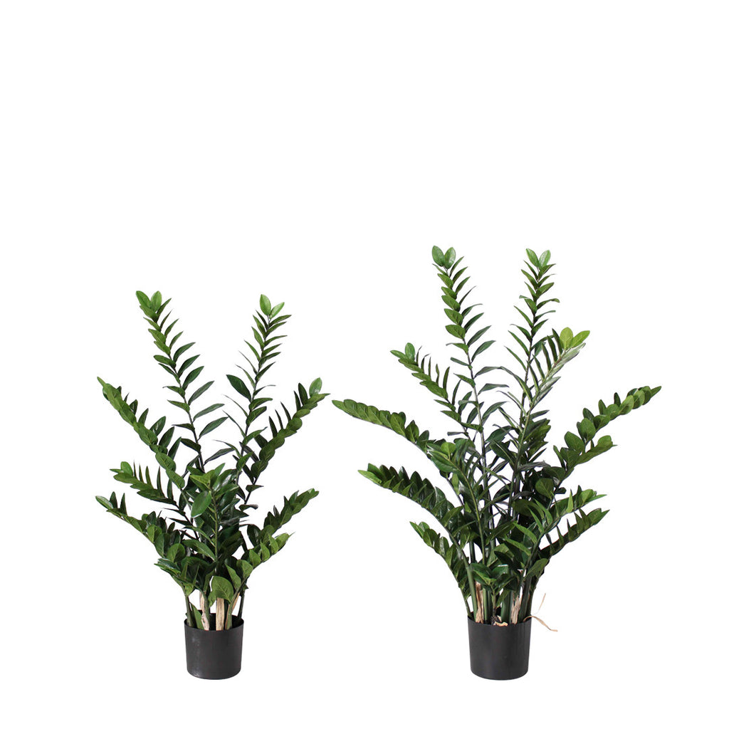 P1480-PTD Z Z PLANT