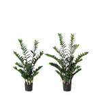 P1480-PTD Z Z PLANT