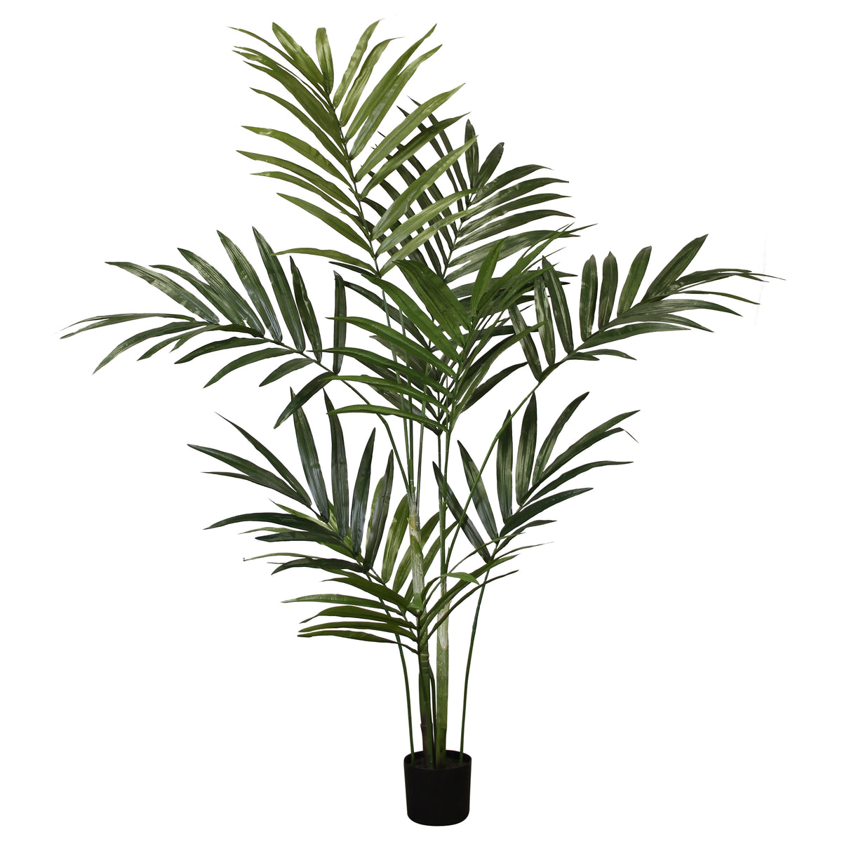 P1482-KENTIA PALM