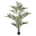 P1482-KENTIA PALM