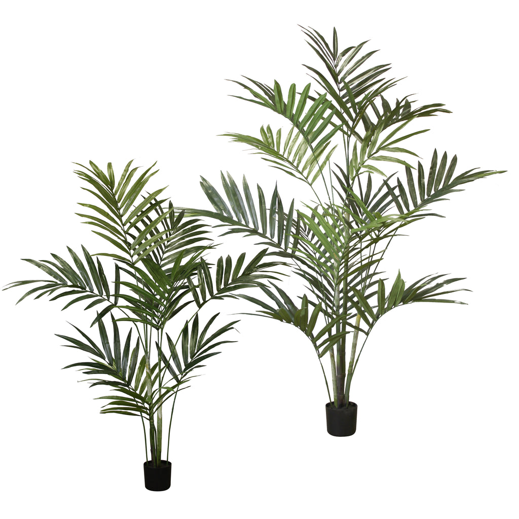 P1482-KENTIA PALM