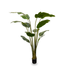 P1486-NEW TRAVELLER PALM