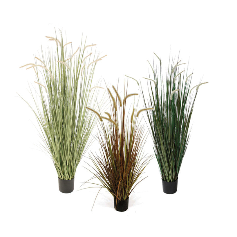P1518-FOXTAIL GRASS