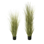 P1519- ZEBRA ONION GRASS