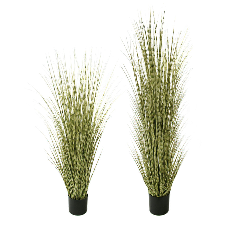 P1519- ZEBRA ONION GRASS