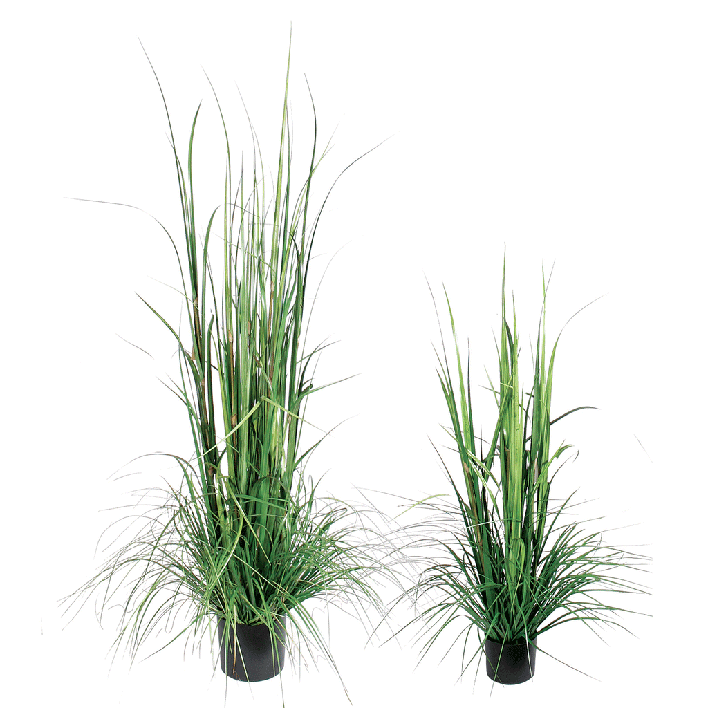 P1522-GRASS BUSH
