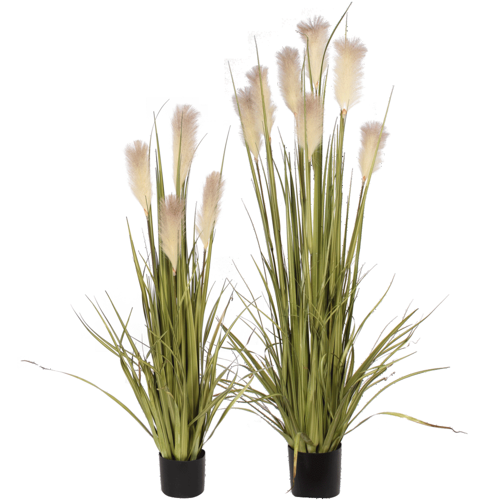 P1527-REED GRASS