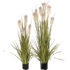 P1527-REED GRASS