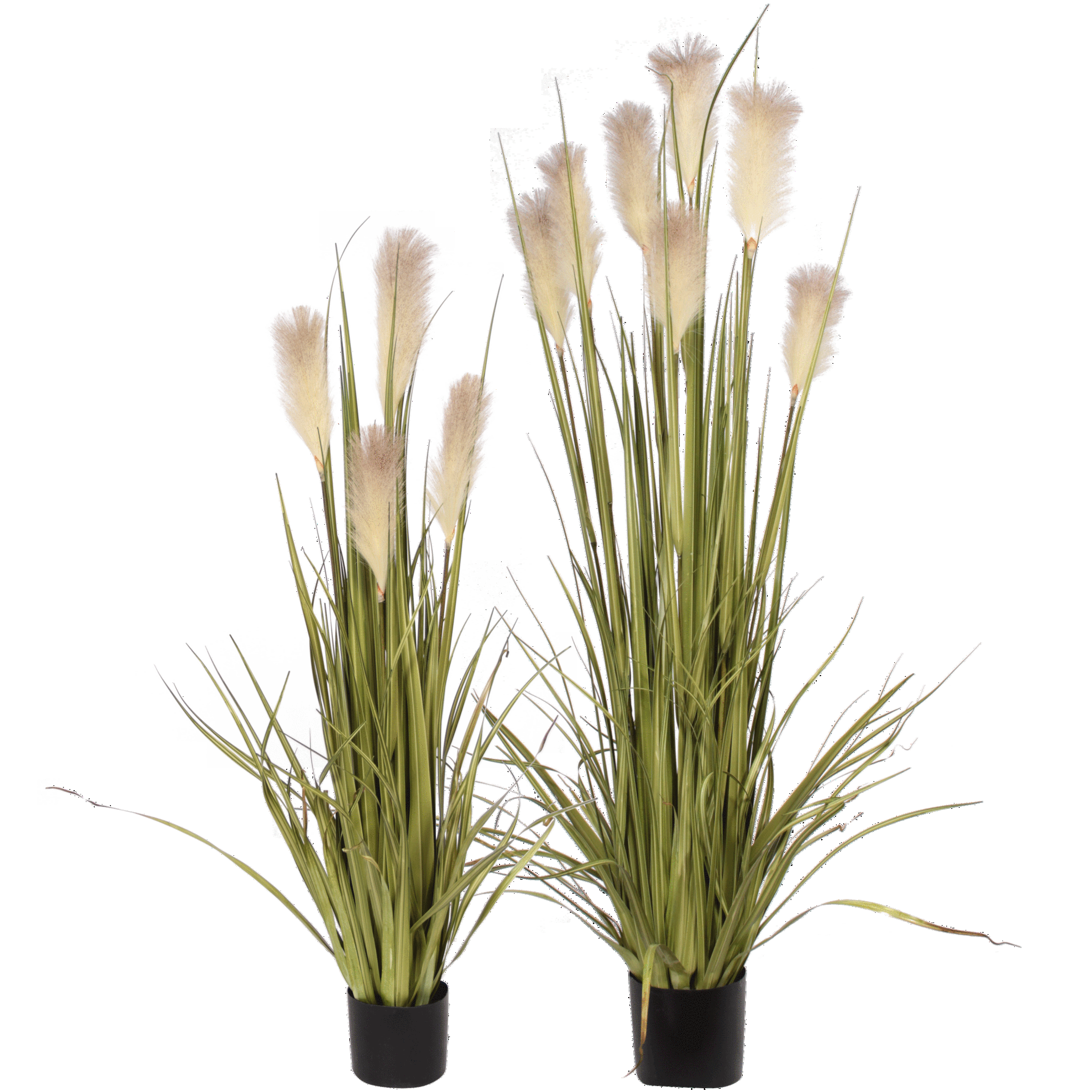 P1527-REED GRASS