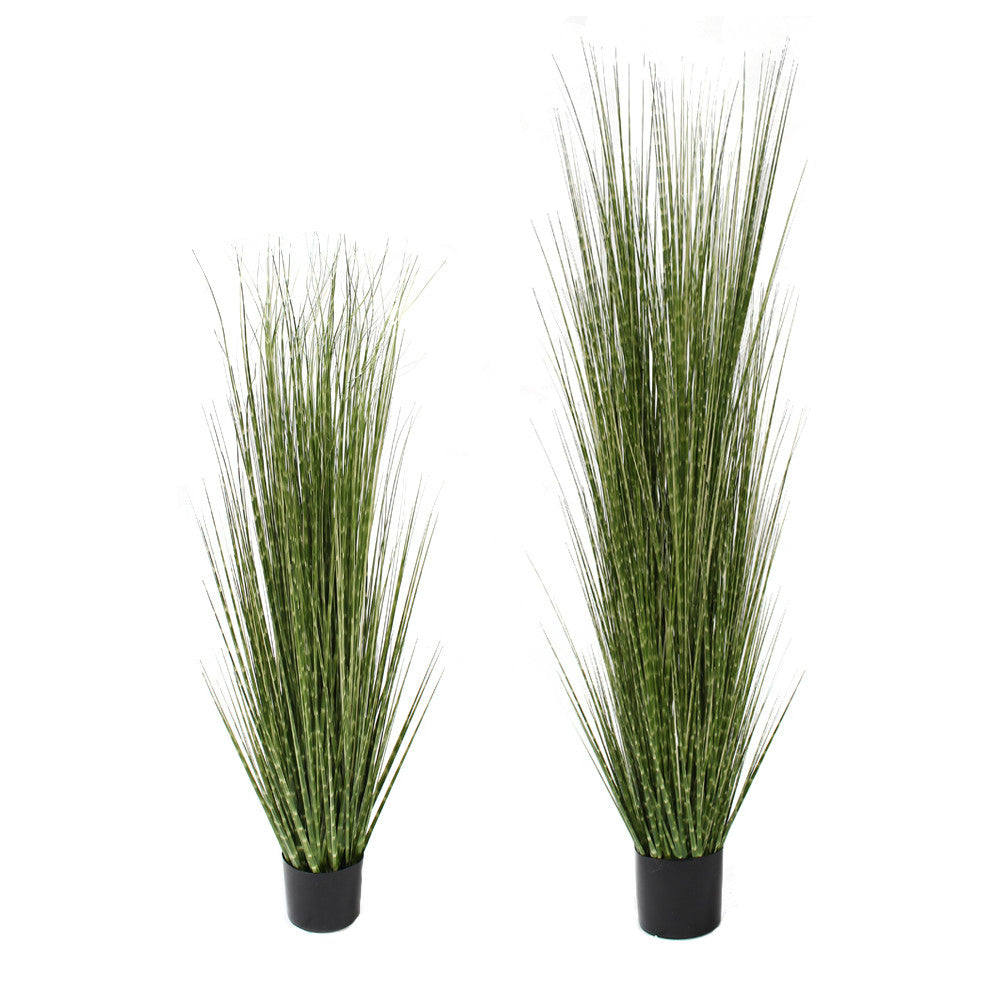 P1539-SPOTTED GRASS