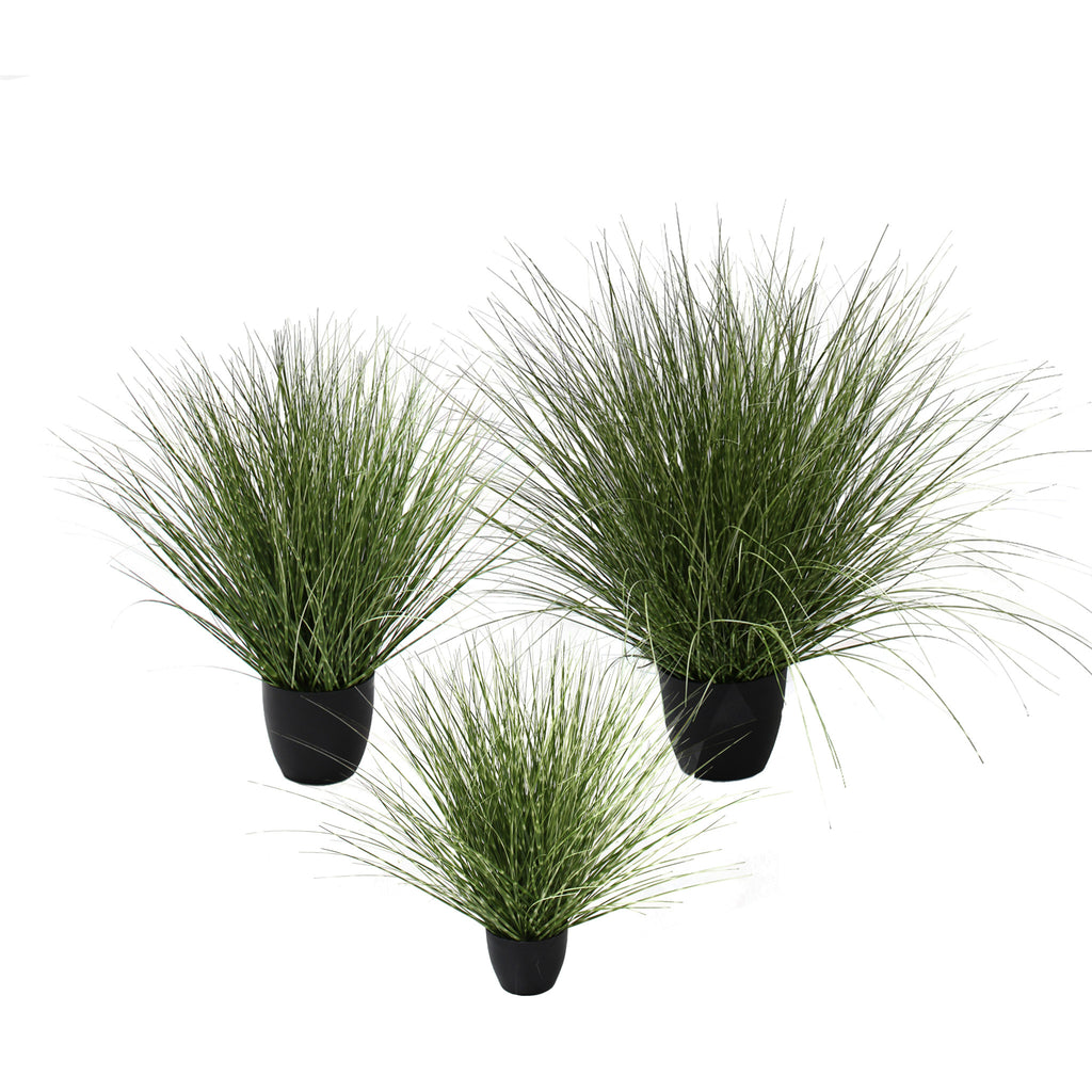 P1539R-SPOTTED RIVER GRASS