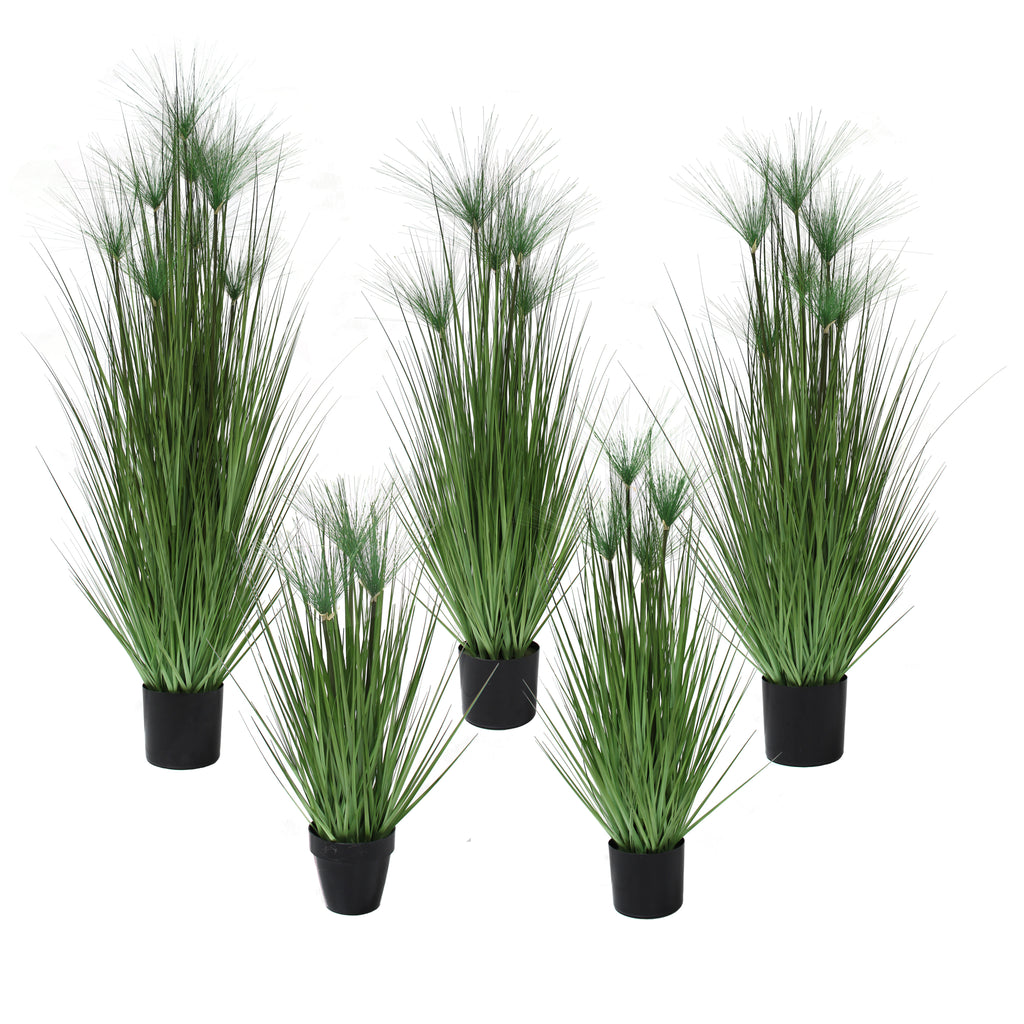 P1543-PAPYRUS GRASS