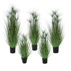 P1543-PAPYRUS GRASS