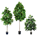 P1602-FIDDLE LEAF PLANT