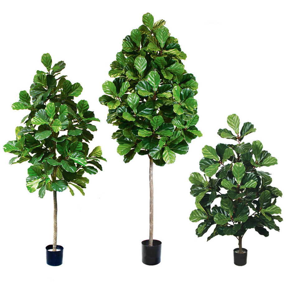P1602-FIDDLE LEAF PLANT
