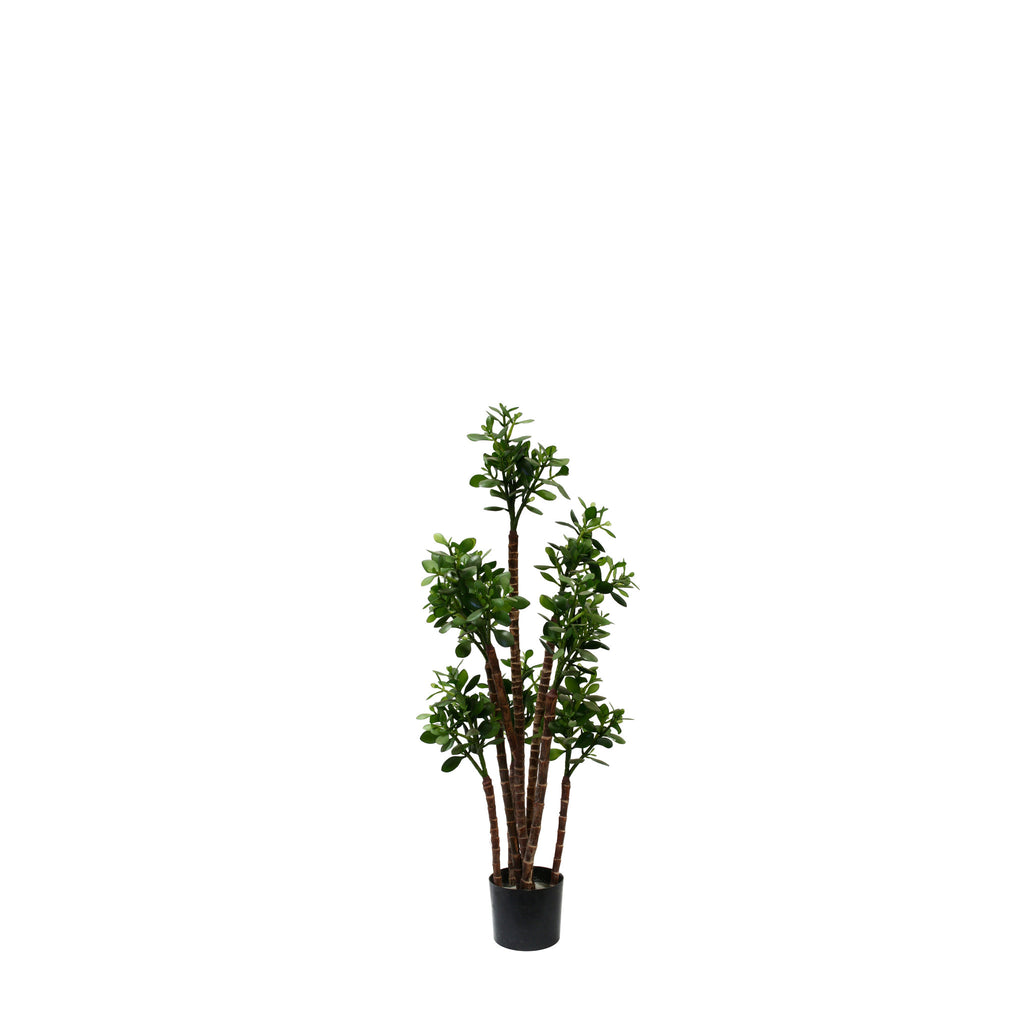 P1603-JADE PLANT