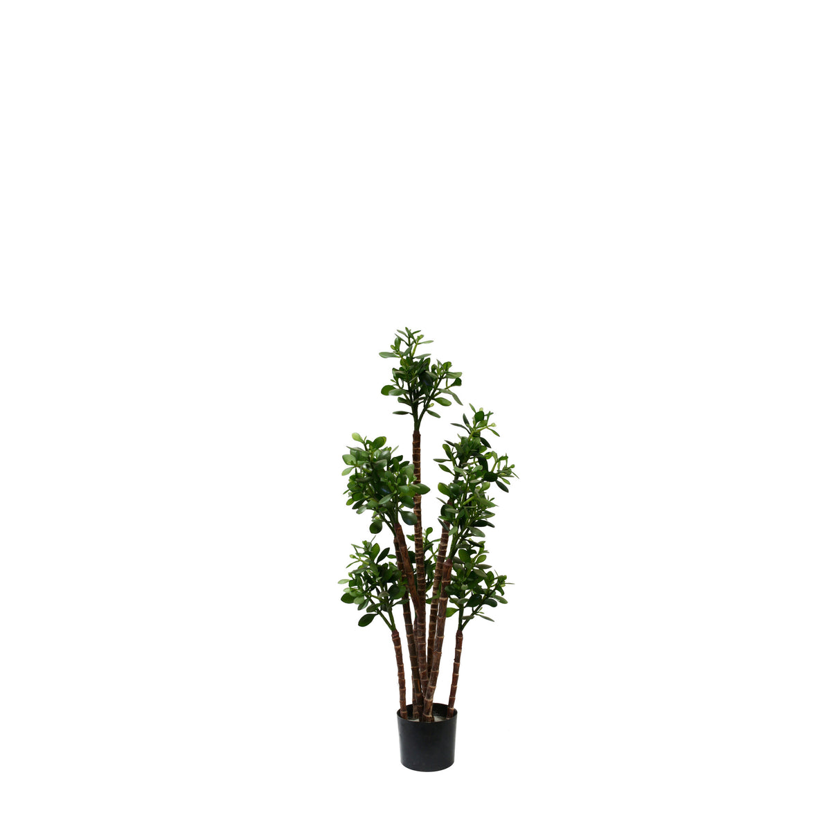 P1603-JADE PLANT