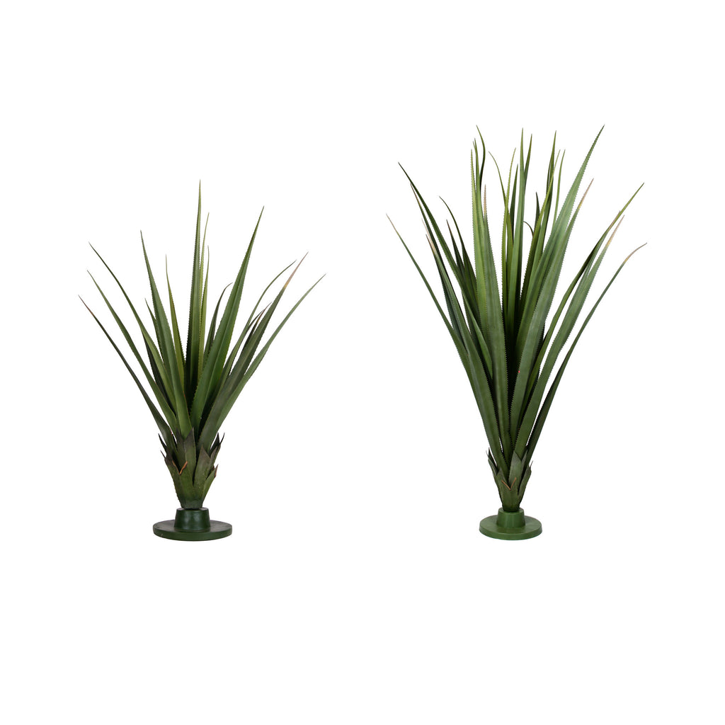 P1608-AUSTRALIAN DRACAENA HEAD