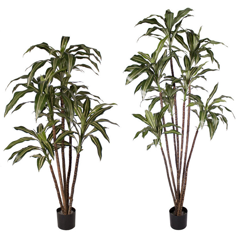 P1626A-NEW DRACAENA WARNECKI TREE