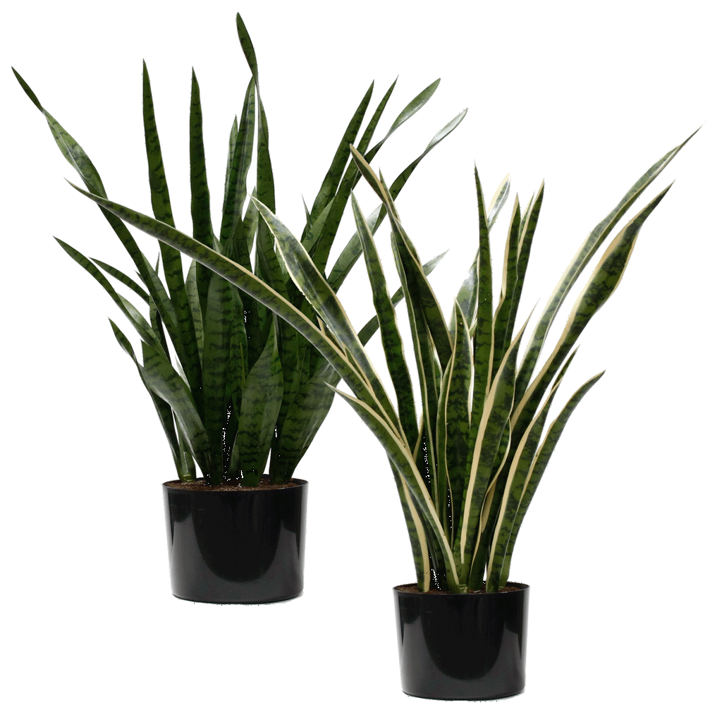 P1645-SANSERVERIA