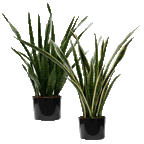 P1645-SANSERVERIA