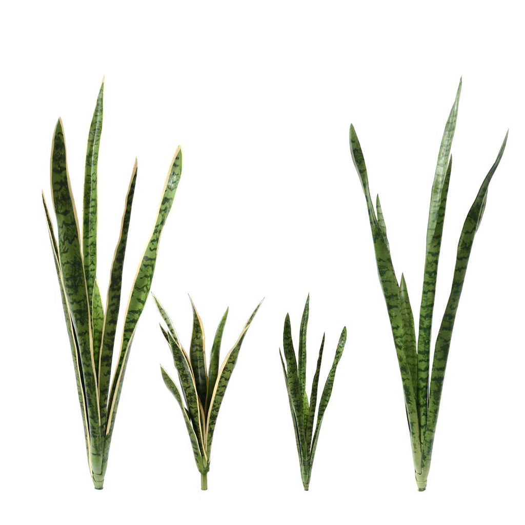P1645N-SANSERVERIA BUSH