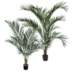 P1648-ARECA PALM TREE