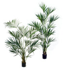 P1654A-NEW KENTIA PALM