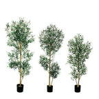 P1666-ITALIAN OLIVE TREE