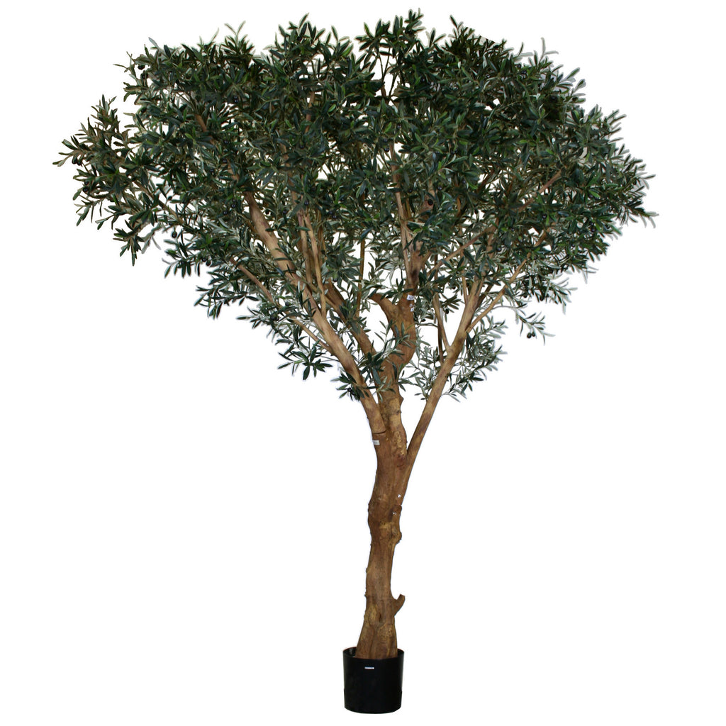 P1670 - ITALIAN OLIVE TREE X4 W/14144LVS, 378FRTS
