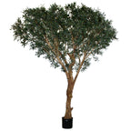 P1670 - ITALIAN OLIVE TREE X4 W/14144LVS, 378FRTS