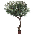P1671 - CALIFORNIA OLIVE TREE X9 W/12818LVS,186