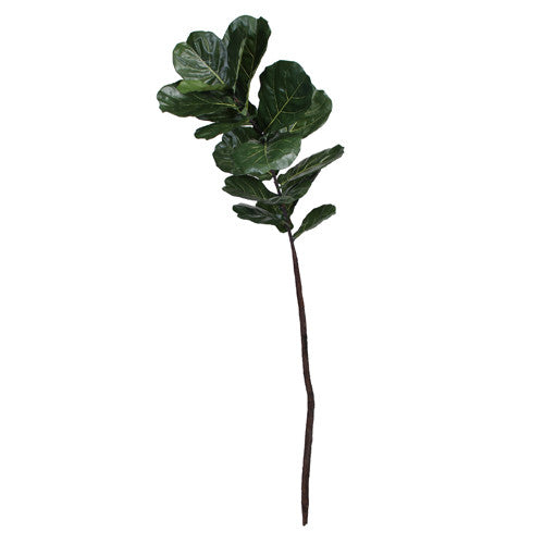 Fiddle Leaf Foliage