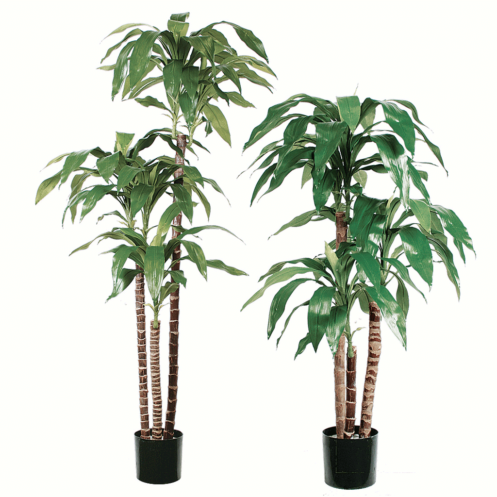 P1717-DRACAENA PLANT