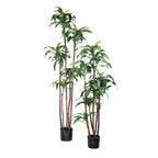 P1717A-DRACAENA  FRAGRANS CORN PLANT